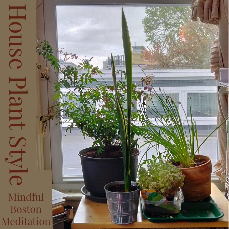 House plant style