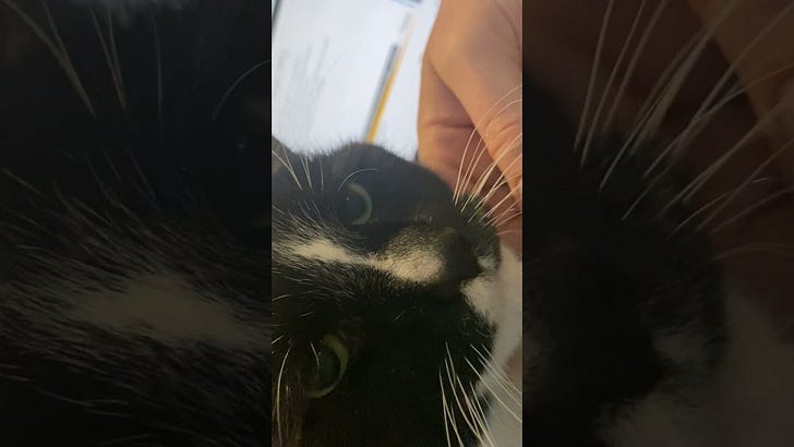 cat video 2
