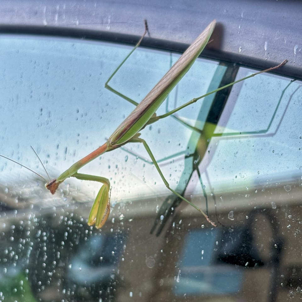 Mantis